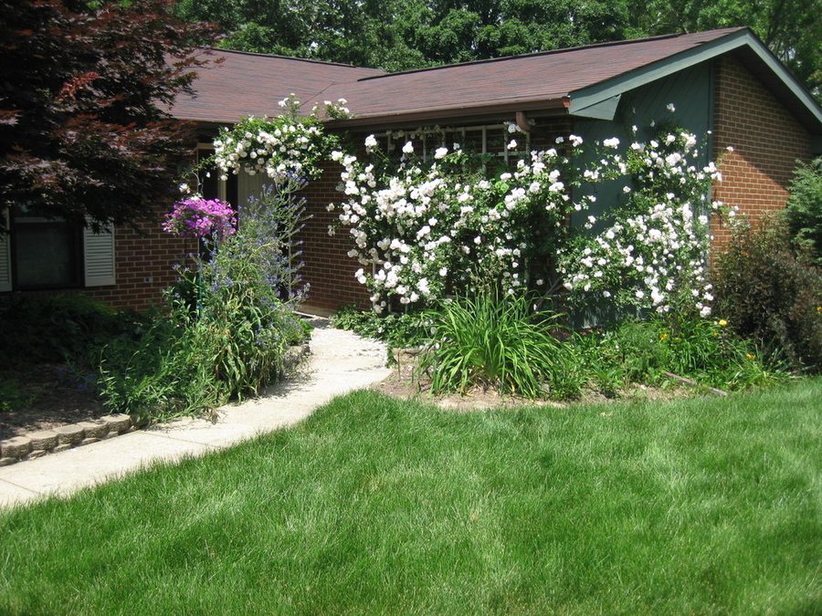 Brick house with climbing white roses, flowering shrubs and a freshly mown lawn